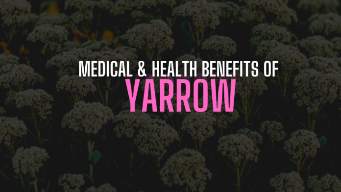 Medical & Health Benefits of Yarrow