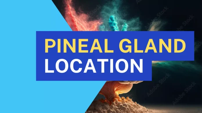 Pineal Gland Location Understanding Anatomy & Function of Pineal Gland