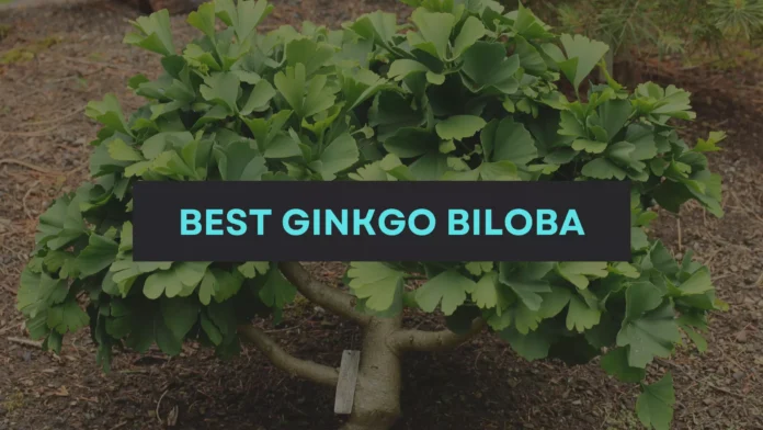 Best Ginkgo Biloba